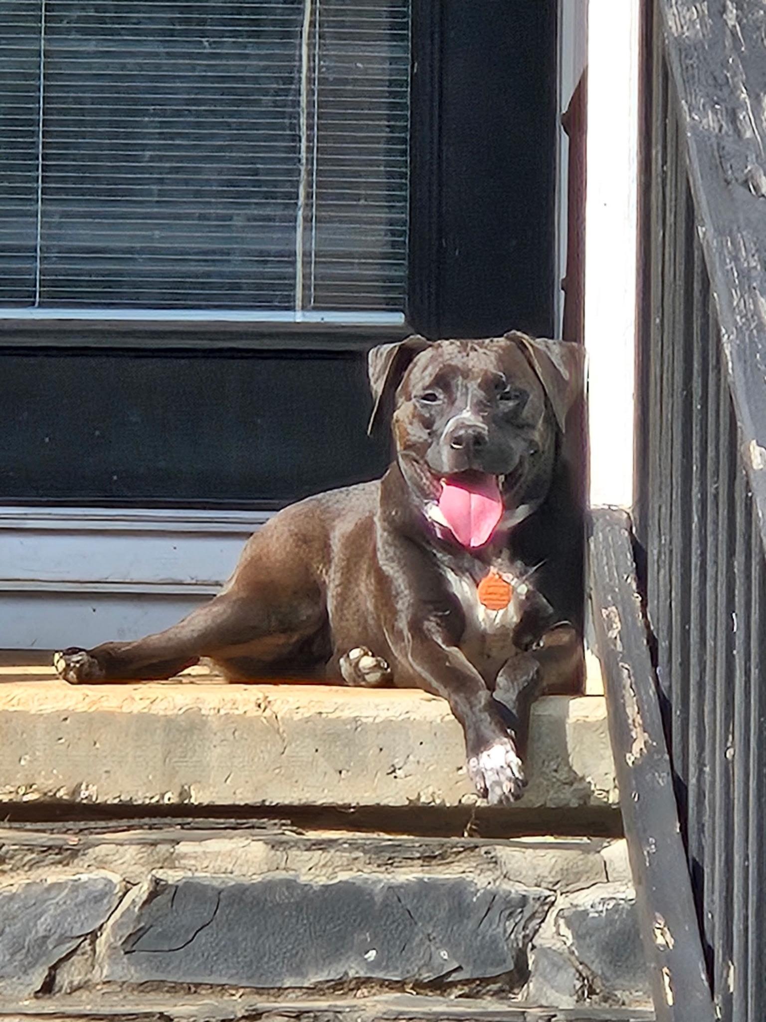 Pet of the Week: Yeti